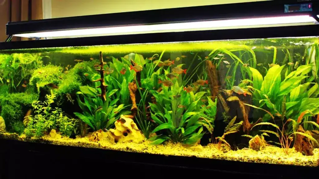 Zdjęcie Jaki piasek do akwarium? Wybierz najlepszy dla zdrowych ryb i roślin