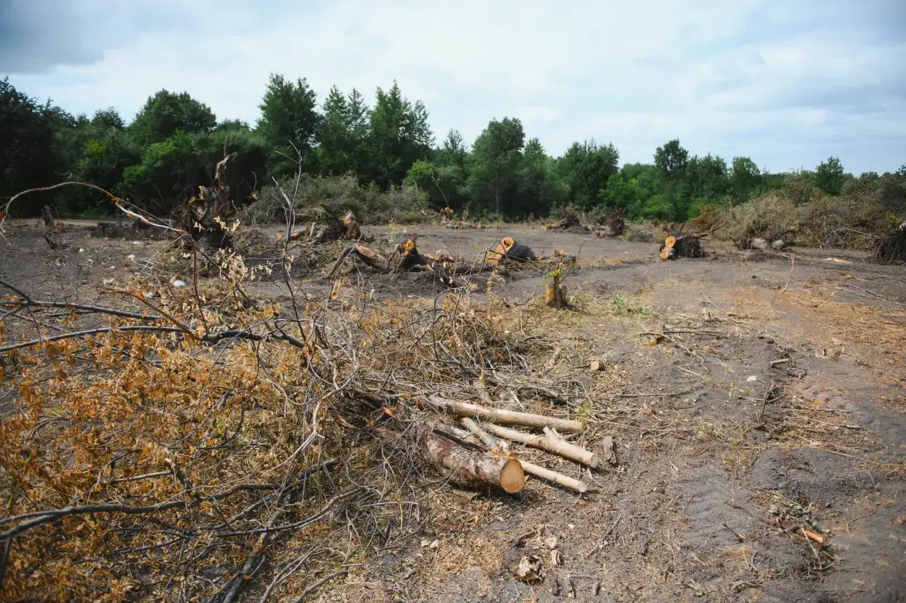 Zdjęcie Ile kosztuje wykarczowanie działki? Sprawdź, by uniknąć wysokich kosztów