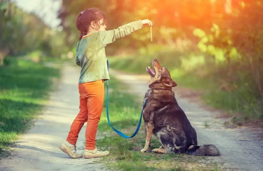 Zdjęcie Jakie komendy dla psa musisz znać, aby uniknąć problem&oacute;w w szkoleniu
