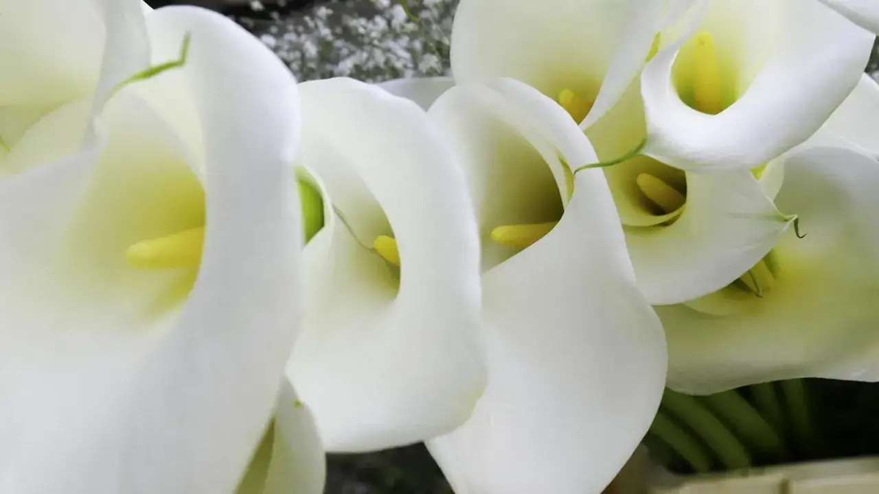 Zdjęcie Cuándo se plantan las calas: evita errores comunes y logra éxito