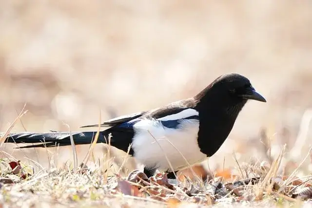 Zdjęcie Czy sroka zimuje w Polsce? Poznaj zwyczaje tego fascynującego ptaka