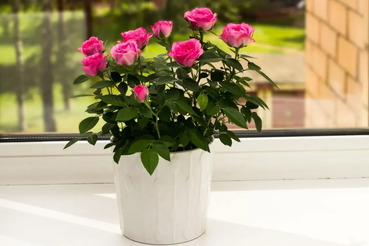 Zdjęcie Co ile podlewać róże w doniczce, aby uniknąć ich uschnięcia?