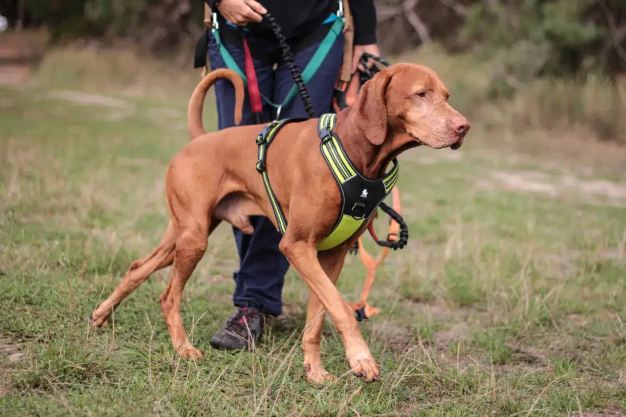 Zdjęcie Jak zacząć biegać z psem i uniknąć najczęstszych błędów
