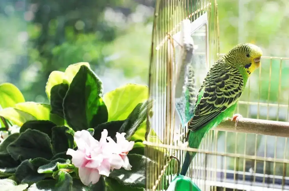 Zdjęcie Co jedzą papugi faliste? Odkryj najlepsze pokarmy i błędy w diecie