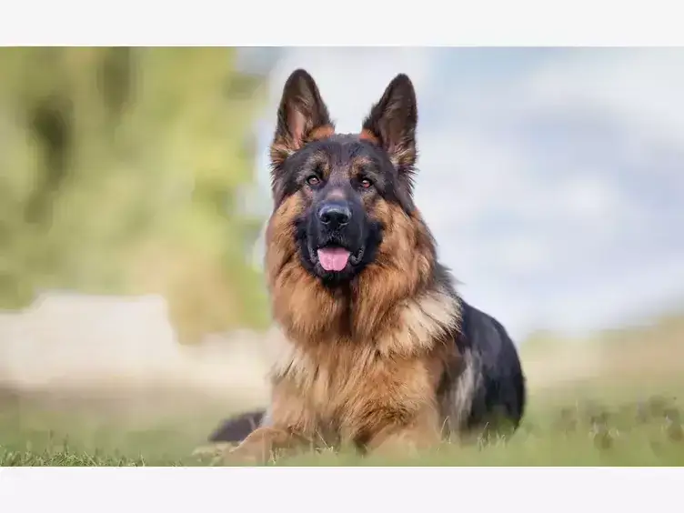 Zdjęcie Labrador czy owczarek niemiecki: który pies lepiej pasuje do Ciebie?