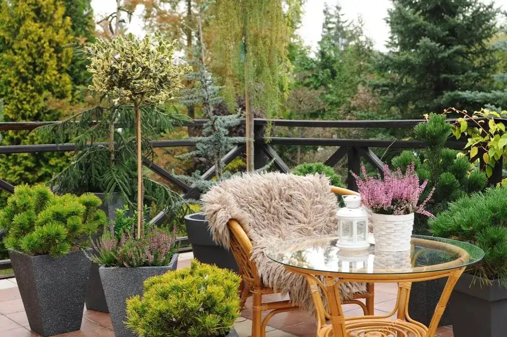 Zdjęcie Jakie rośliny wsadzić w wysokie donice na taras, aby zachwycały?