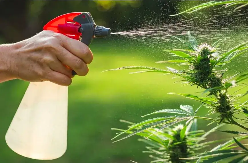 Zdjęcie Jaki nawóz pod marihuanę? Odkryj najlepsze opcje dla udanej uprawy