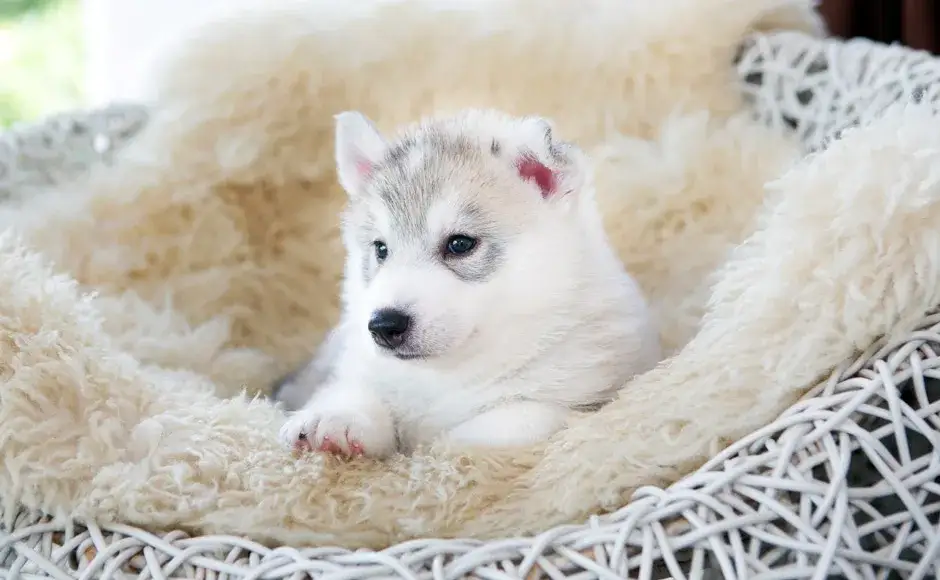 Zdjęcie Co zrobić, gdy szczeniak piszczy w nocy? Skuteczne sposoby na uspokojenie