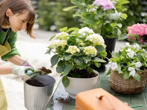 Zdjęcie Jak przechować hortensje ogrodową w donicy przez zimę, aby przetrwały