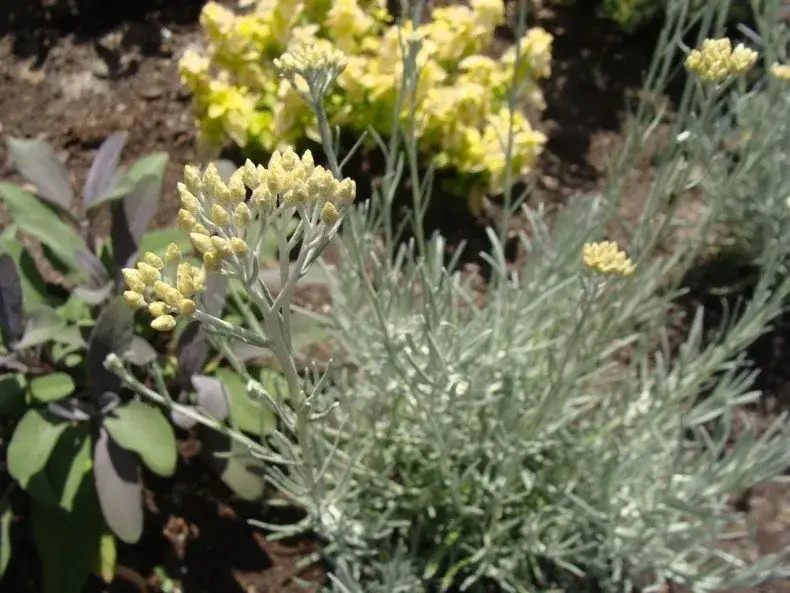 Zdjęcie Jak rośnie curry? Odkryj sekrety uprawy i pielęgnacji roślin