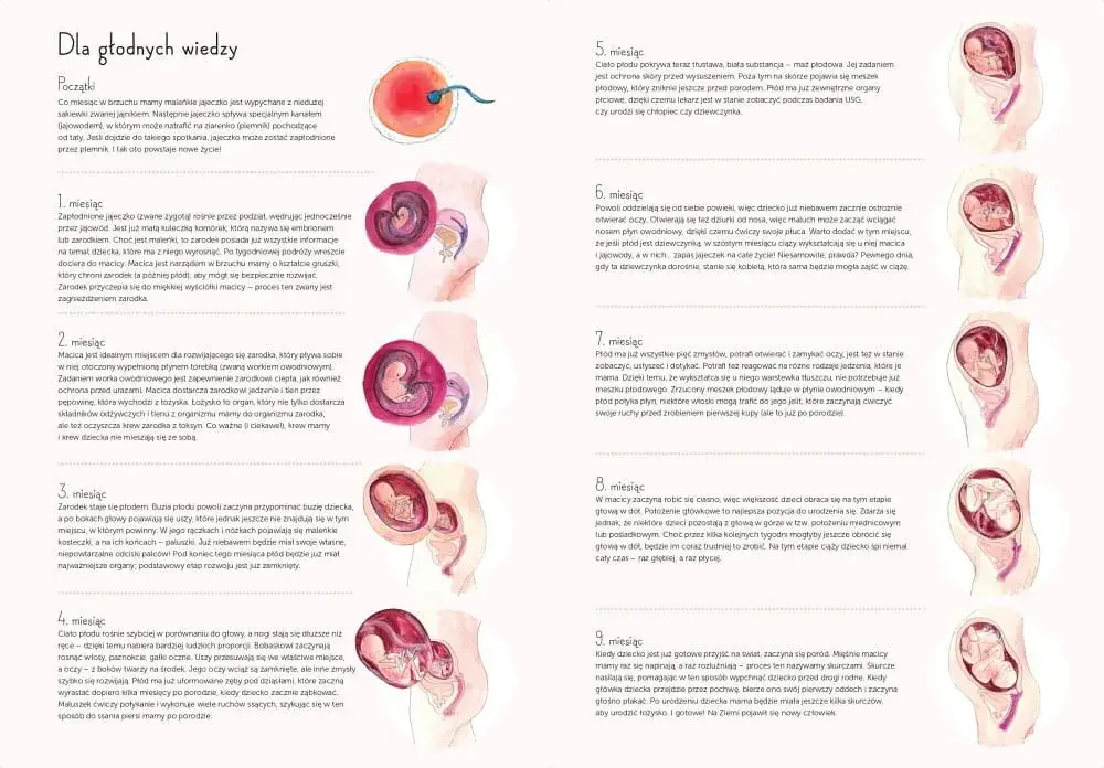 Zdjęcie Kiedy płód jest dzieckiem? Zaskakujące etapy rozwoju ciąży