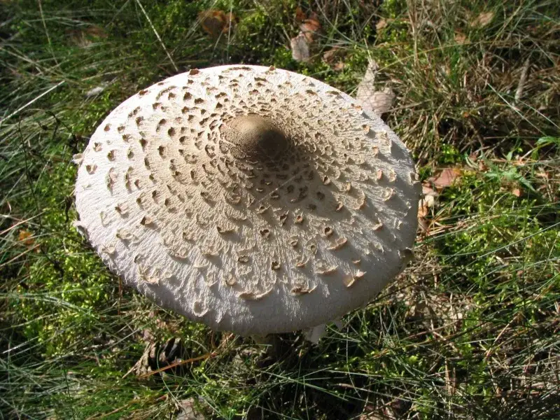 Zdjęcie Kania czerwieniejąca: Czubajka czerwieniejąca a kania