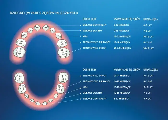 Zdjęcie Kiedy dziecku wychodzą 6 zębów? Poznaj ważne informacje o ząbkowaniu