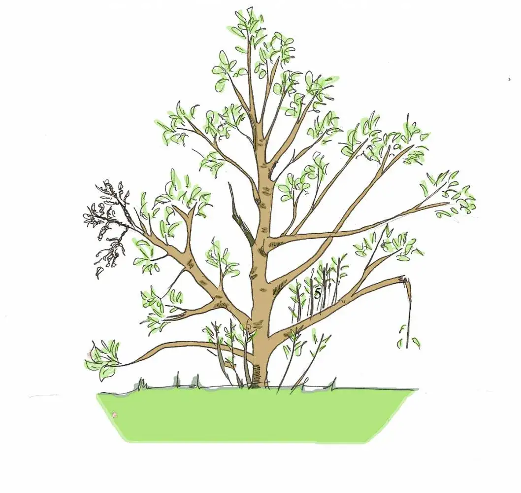 Zdjęcie Jak i kiedy przycinać ostrokrzew, aby uniknąć błędów i cieszyć się zdrowiem rośliny