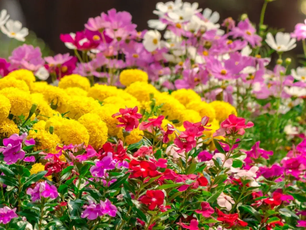 Zdjęcie Najpiękniejsze kwiaty rabatowe jednoroczne: 12 gatunków do ogrodu
