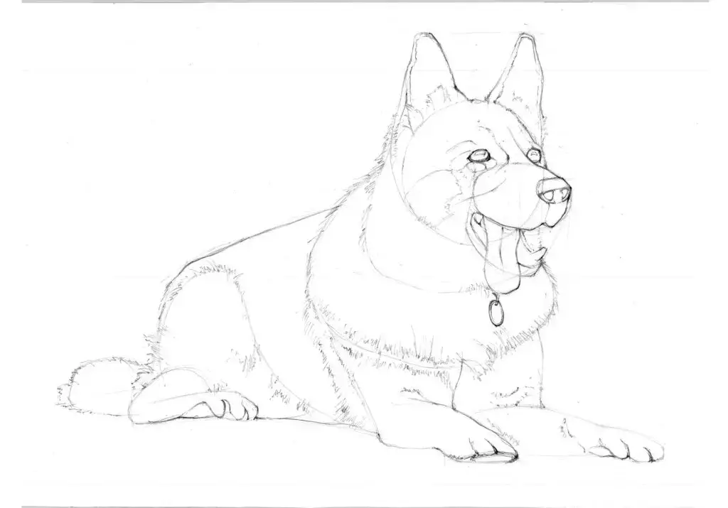 Zdjęcie Jak narysować owczarka niemieckiego krok po kroku - proste techniki rysunku