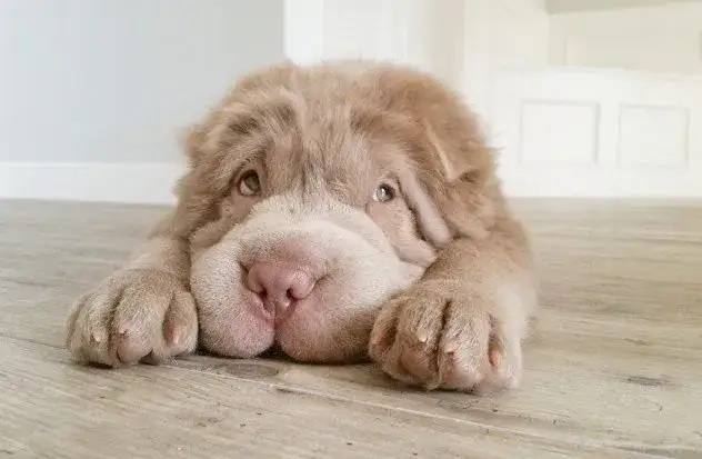 Zdjęcie Psy jak pluszowy miś – urocze rasy, które zachwycą każdego miłośnika