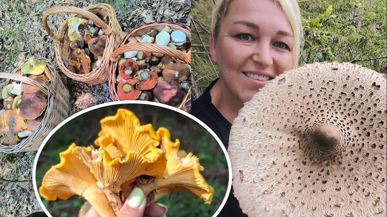 Zdjęcie Gdzie są grzyby w świętokrzyskim? Odkryj najlepsze miejsca na zbiory