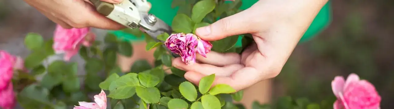 Zdjęcie Jak przycinać róże rabatowe po przekwitnięciu, aby kwitły obficie