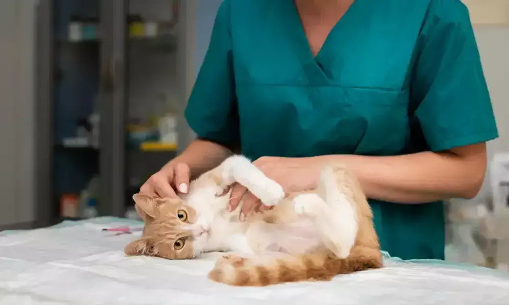Zdjęcie Ile trwa sterylizacja kotki? Poznaj czas zabiegu i przygotowań