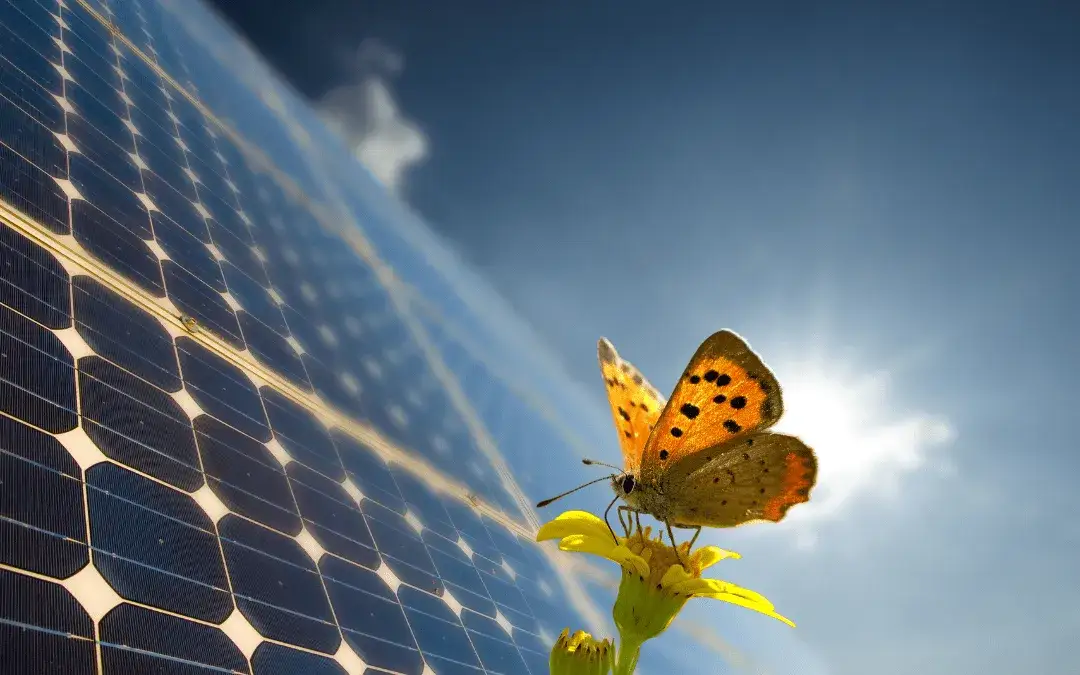 Zdjęcie Mój prąd 5.0 od kiedy? Sprawdź daty i zasady dotacji na fotowoltaikę