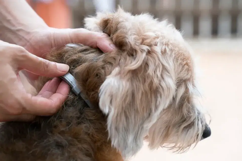 Zdjęcie Czy obroża przeciw kleszczom jest szkodliwa dla psa? Oto prawda