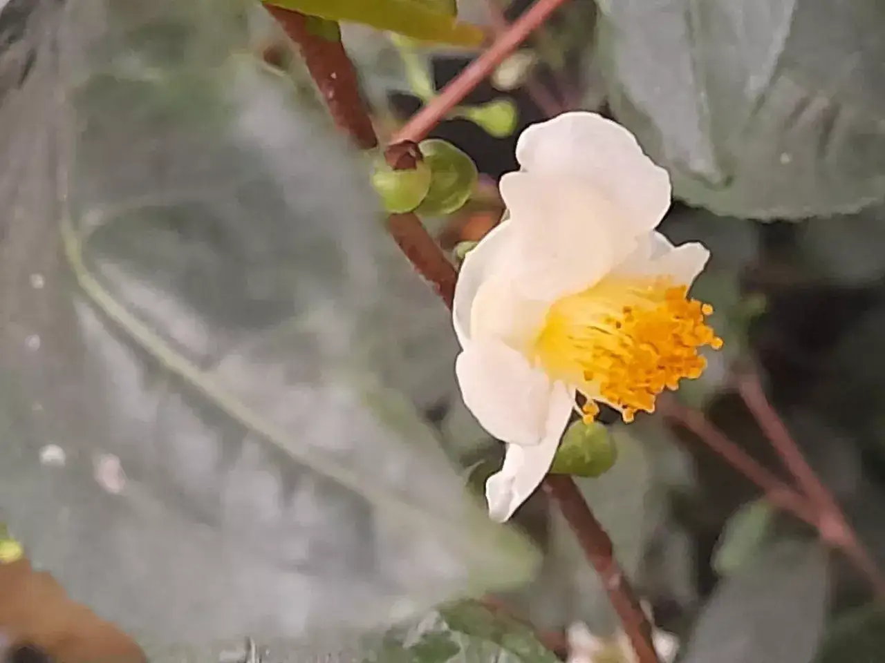 Zdjęcie Jak uprawiać drzewko herbaciane w domu? Sadzonki i porady