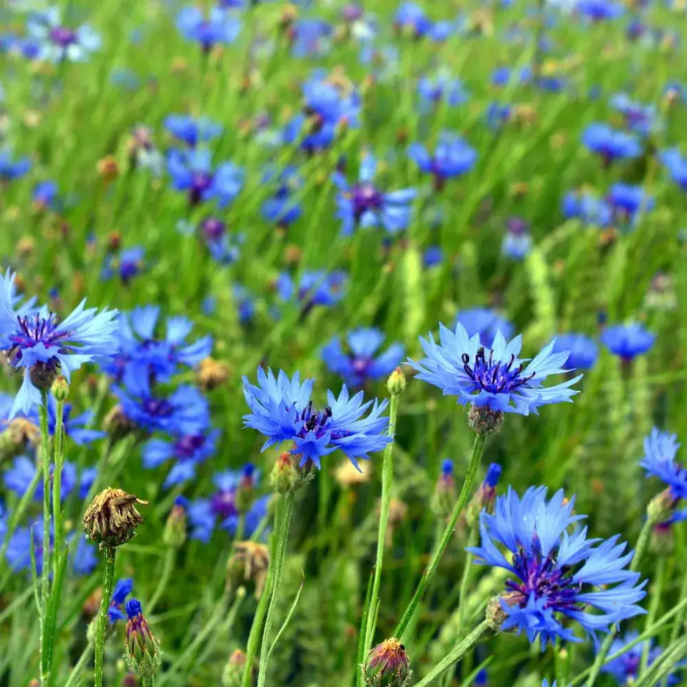 Zdjęcie Jak skutecznie siać chaber bławatek: porady na wiosnę i jesień