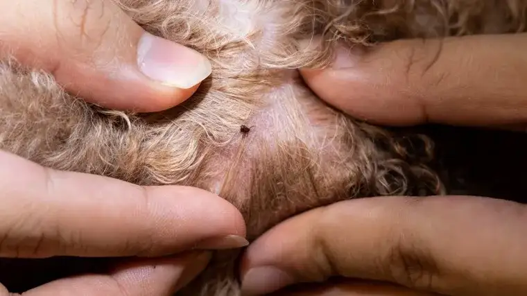 Zdjęcie Co zrobić gdy zostanie głowa kleszcza – bezpieczne usuwanie i zagrożenia