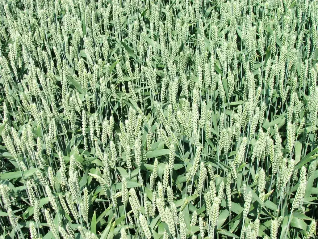 Zdjęcie Pospolity chwast zbożowy: Jak chronić plony przed stratami?