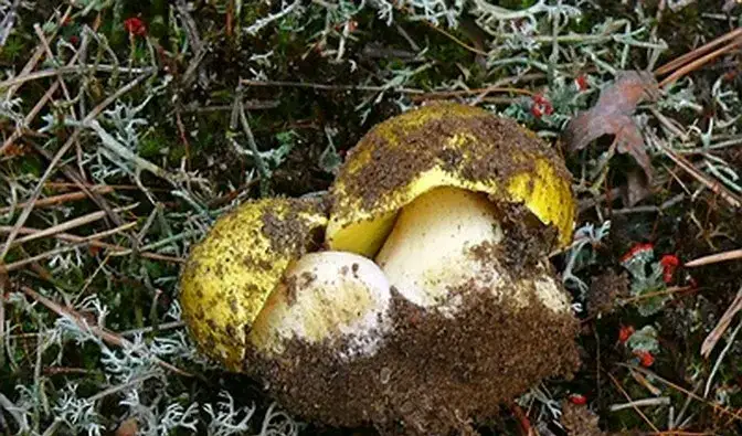 Zdjęcie Gąska rozgówata w lesie - jak bezpiecznie zbierać i rozpoznawać gatunki