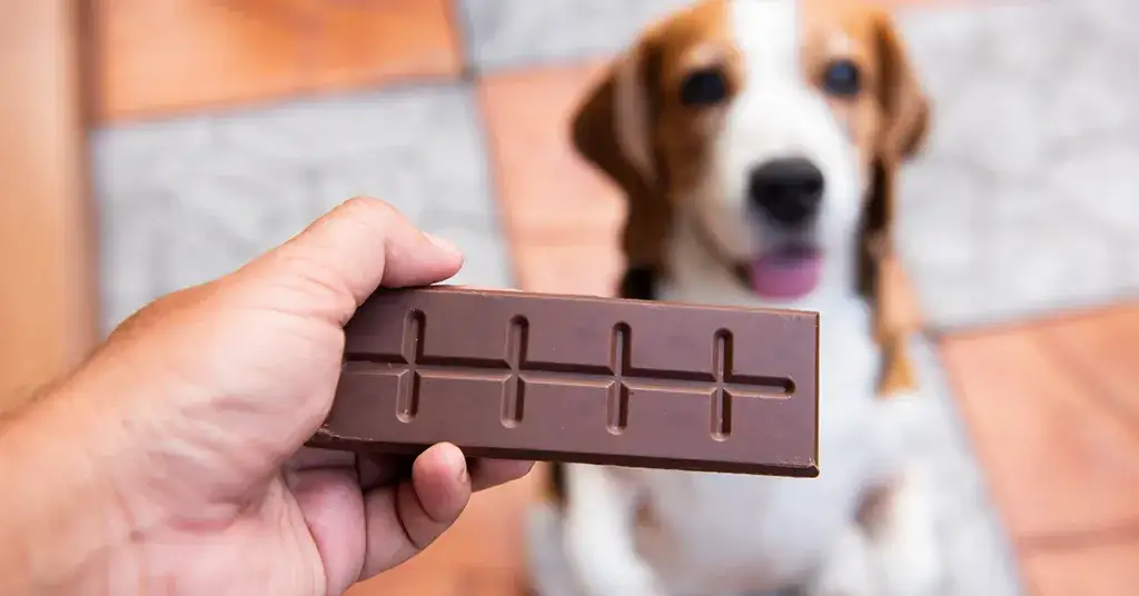 Zdjęcie Co jeśli pies zje czekoladę? Pilne kroki, aby uratować pupila