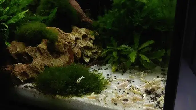 Zdjęcie Jak karmić krewetki w akwarium z rybkami, aby uniknąć problemów?