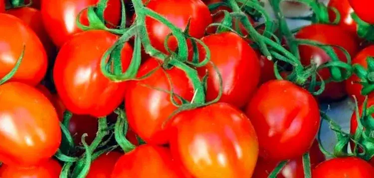 Zdjęcie Najlepsze odmiany pomidorów do gruntu - wybierz idealne do ogrodu