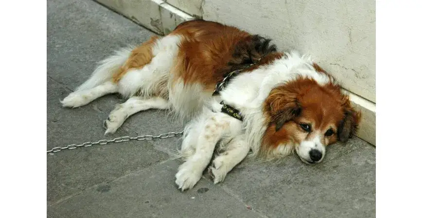 Zdjęcie Choroby psychiczne u psów objawy – jak je rozpoznać i pomóc psu