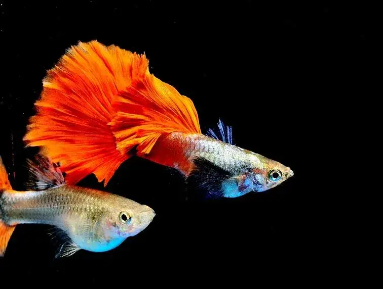 Zdjęcie Ile kosztuje gupik? Sprawdź ceny i uniknij niepotrzebnych wydatków