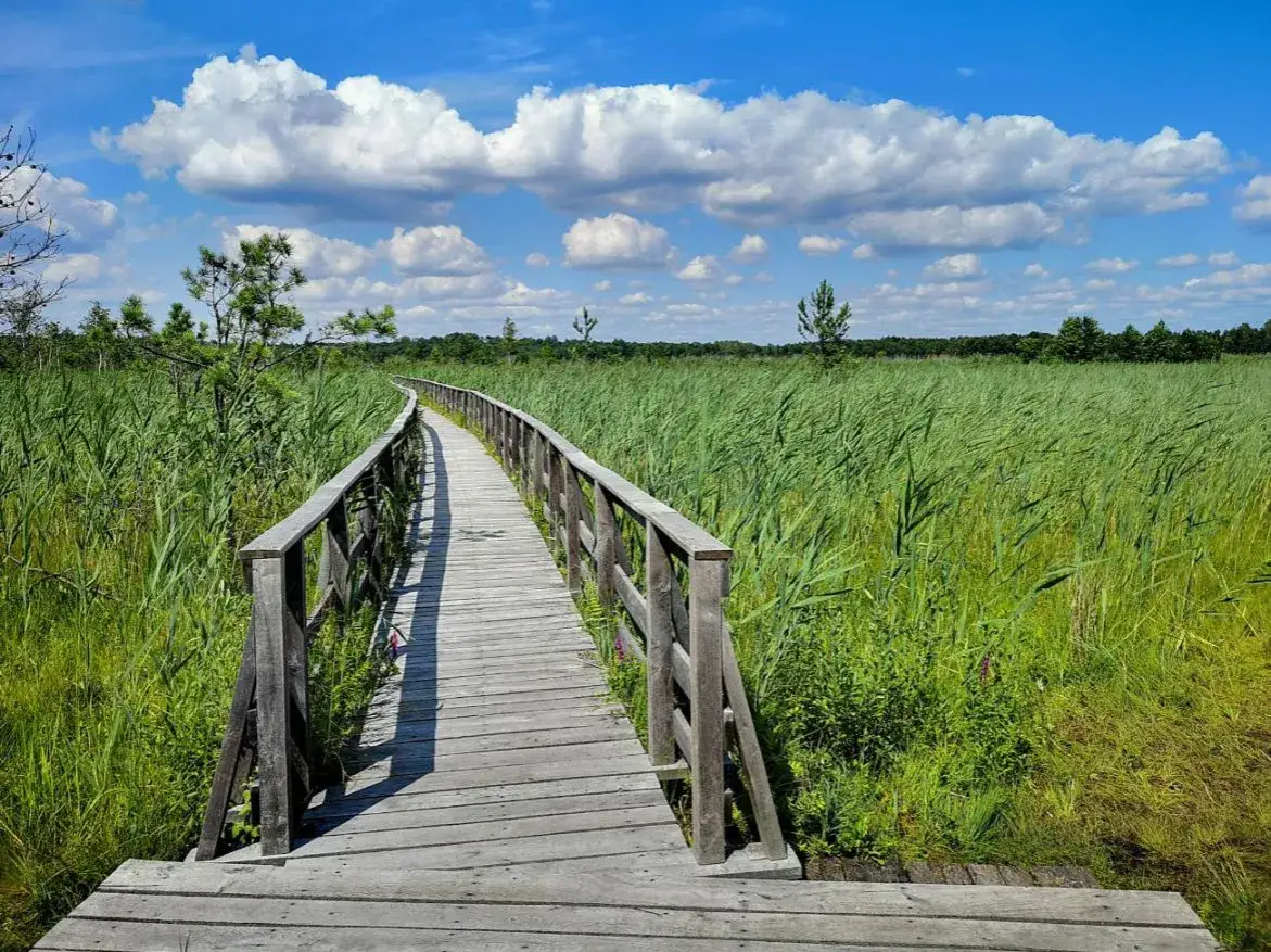 Zdjęcie Gdzie na spacer z psem Lubelskie: najlepsze miejsca i porady dla właścicieli