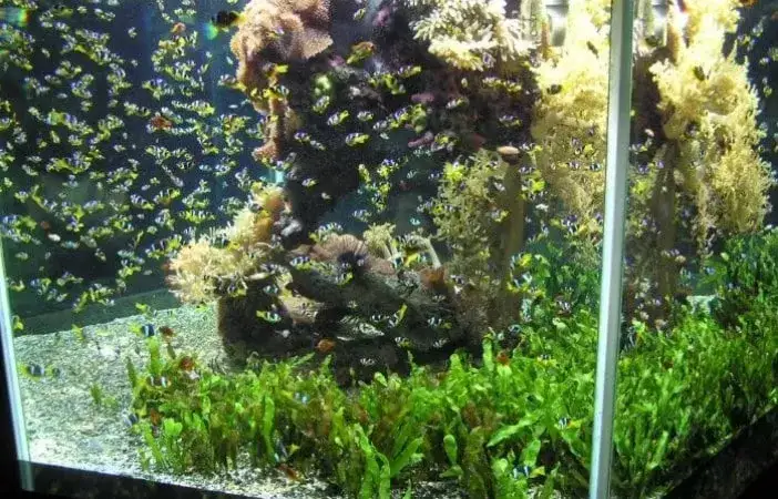 Zdjęcie Ile rybek w akwarium 20l? Oto najlepsze gatunki i ich wymagania