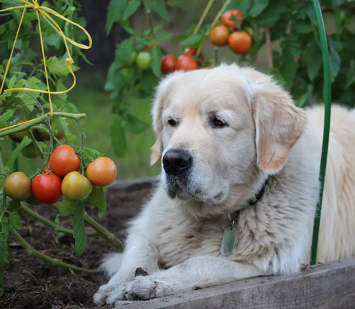 Zdjęcie Czy pies może jeść pomidory? Poznaj ryzyko i bezpieczne zasady