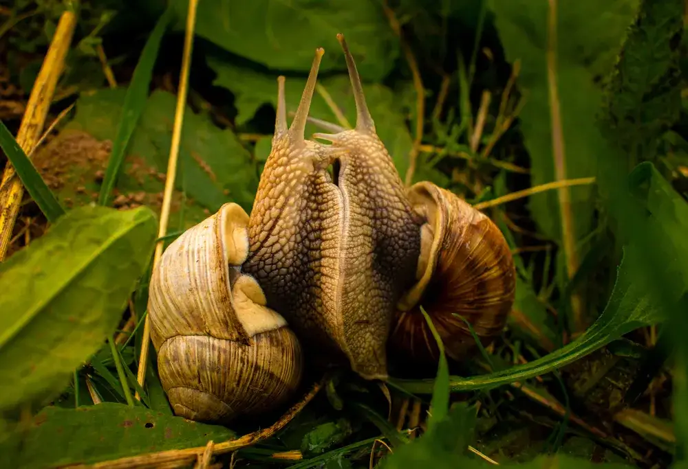 Zdjęcie Jak rozmnażają się ślimaki ogrodowe i co warto wiedzieć o ich cyklu życia