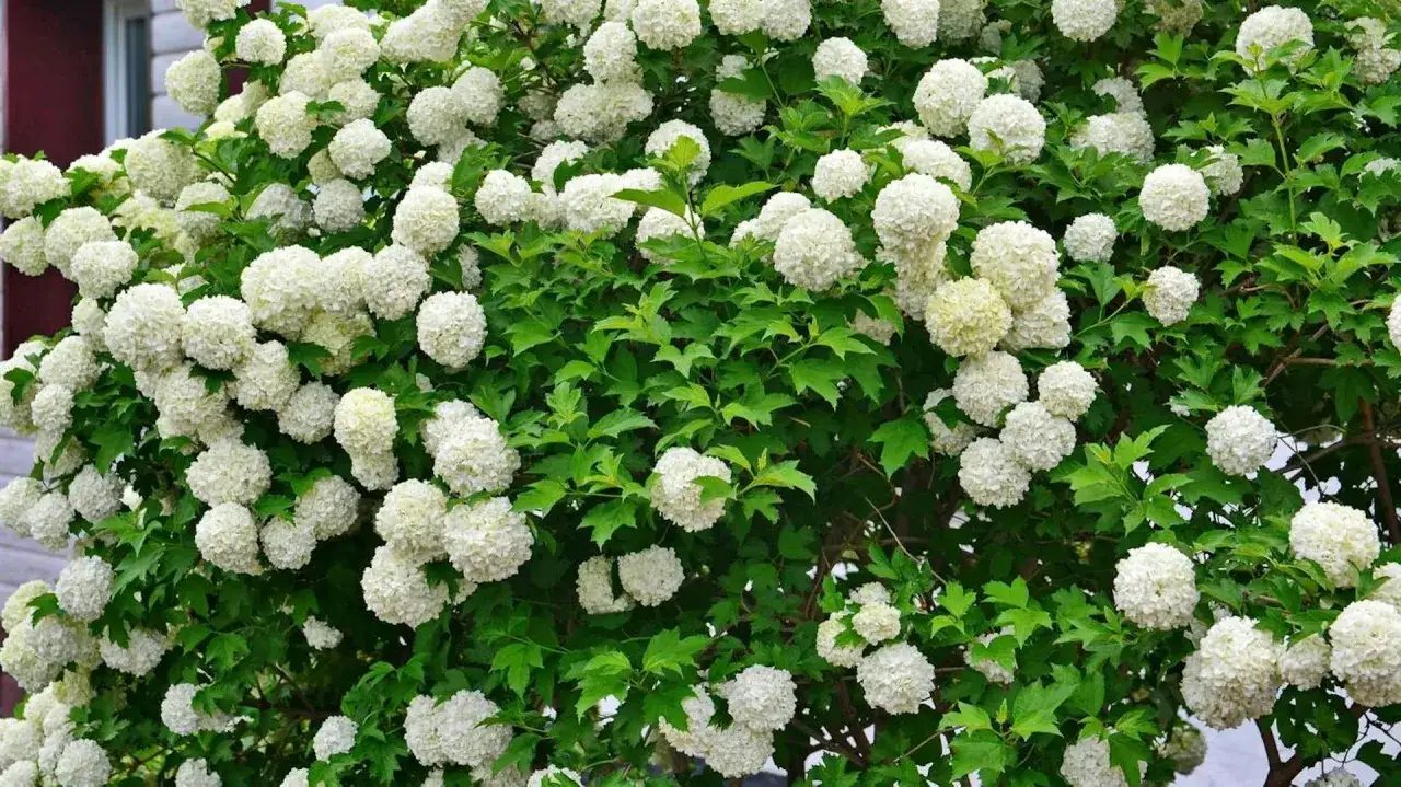 Zdjęcie Jak przycinać kalinę, aby uniknąć błędów i cieszyć się kwiatami