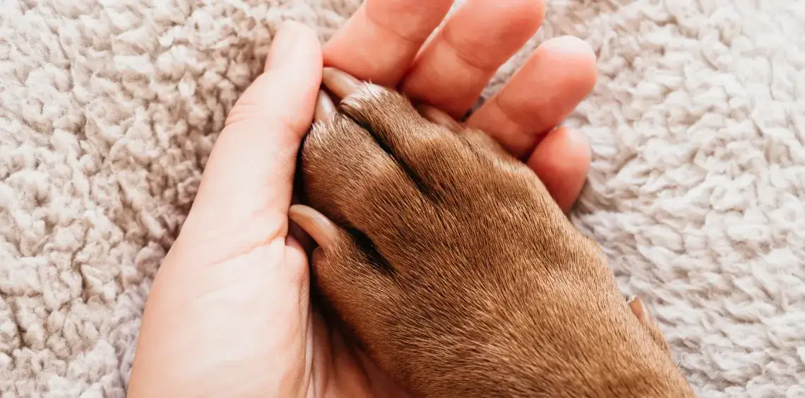 Zdjęcie Czy uśpienie psa to grzech? Moralne dylematy i etyczne aspekty decyzji