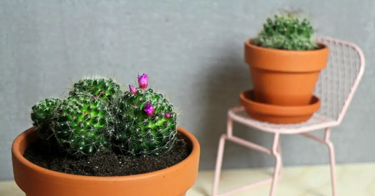 Zdjęcie Kiedy kwitną kaktusy? Poznaj tajemnice ich pięknych kwiatów