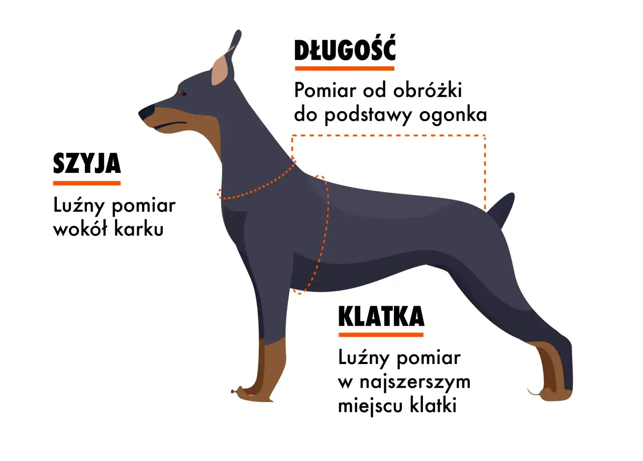 Zdjęcie Jak dobrać rozmiar klatki dla psa: 5 najważniejszych wymiarów i zasad