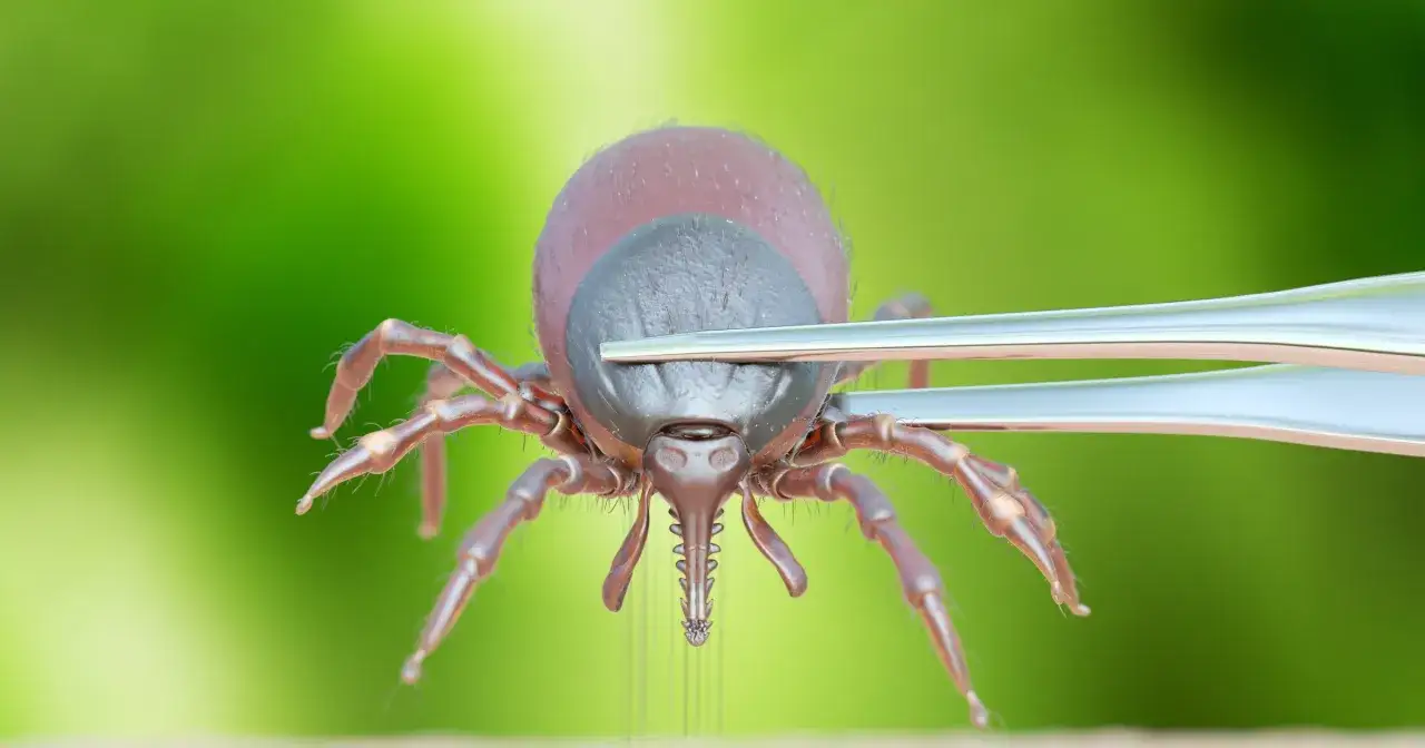 Zdjęcie Jak wbija się kleszcz i jak uniknąć jego niebezpiecznego ugryzienia