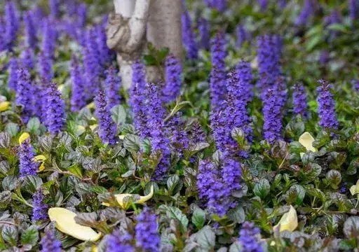 Zdjęcie Los mejores arbustos con flores moradas para tu jardín en Austin