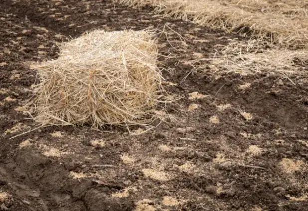 Zdjęcie Jakie nawozy na słomę poprawią plony i unikną strat azotu?
