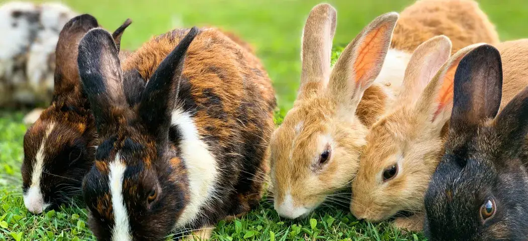 Zdjęcie Czym karmić króliki, aby uniknąć problemów zdrowotnych?