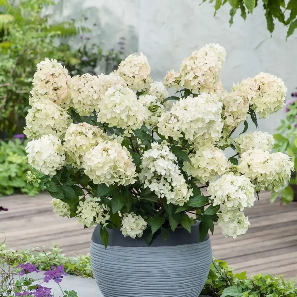 Zdjęcie Hortensja Bobo - idealna odległość sadzenia dla zdrowego wzrostu