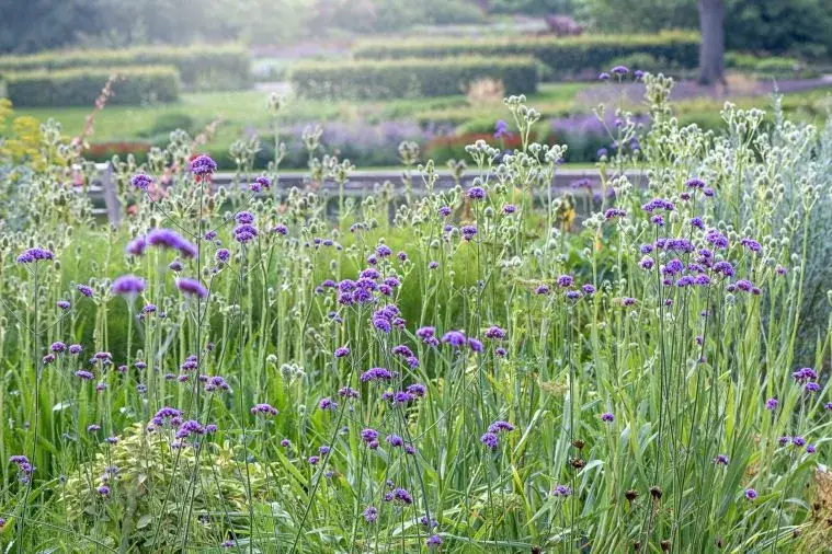 Zdjęcie Kiedy siać werbenę patagońską? Terminy i porady dla sukcesu